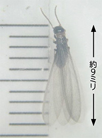 シロアリの羽アリの写真