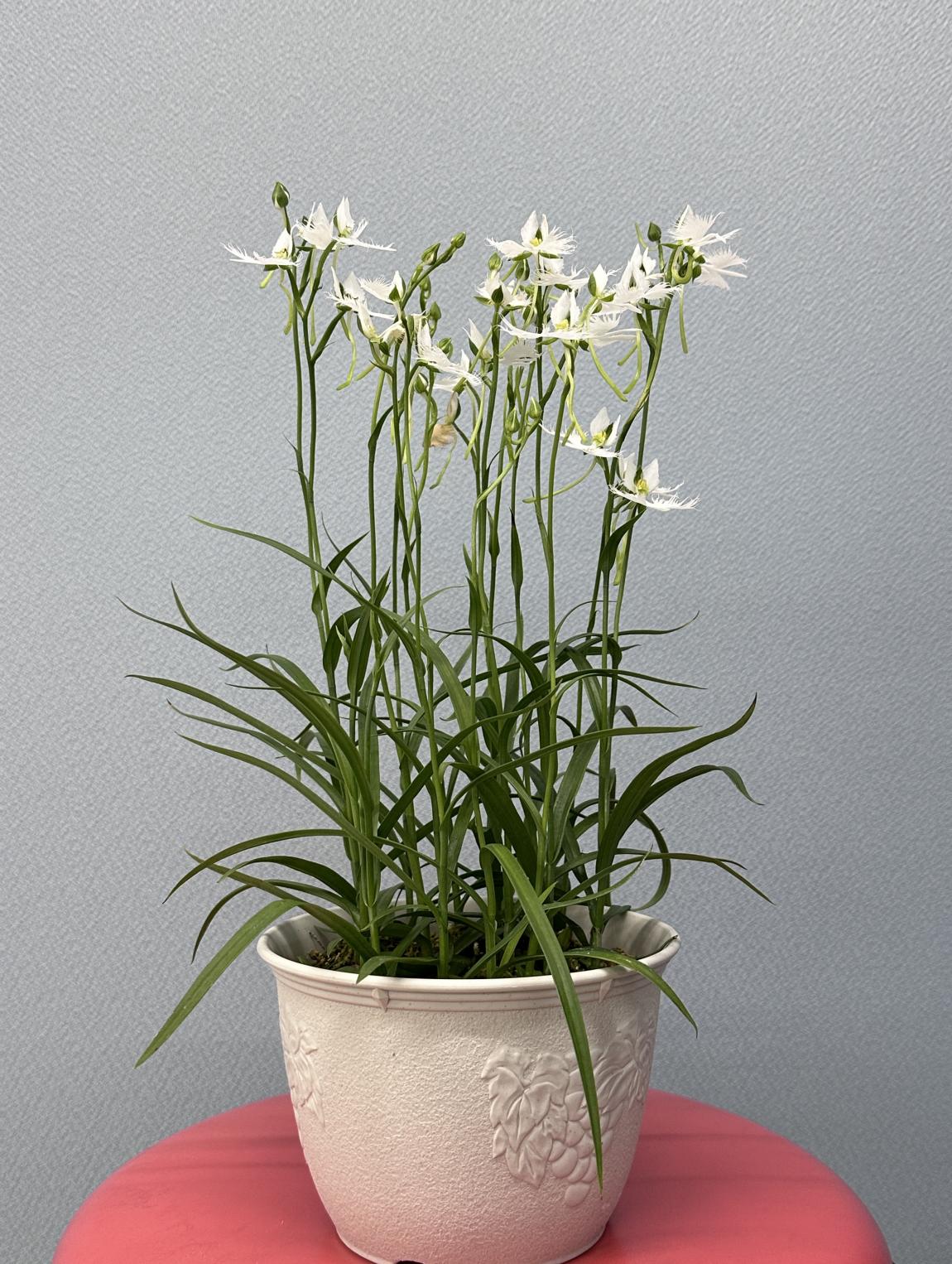展示されたさぎ草