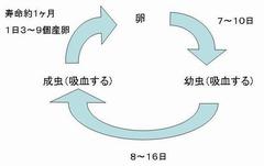生活環