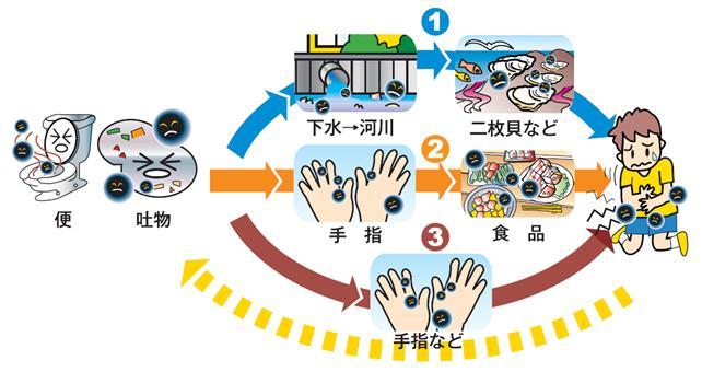 ノロウイルス感染経路の図解イラスト