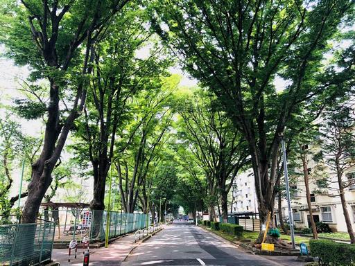 祖師谷住宅のけやき並木