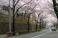 千歳通り_玉石垣のある風景