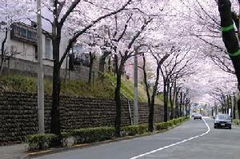 玉石垣のある風景