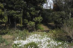 心なごむ桜丘の原風景