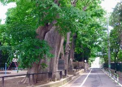 長島大榎公園界隈の緑