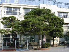 校庭で子どもたちを見守る松の木