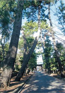 豪徳寺参道の松並木