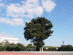 緑丘中学校・校庭の大ケヤキ