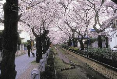 呑川親水公園