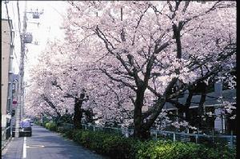 谷沢川の桜並木