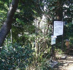 成城3丁目の国分寺崖線の樹林