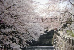 仙川・川面に映る桜並木道