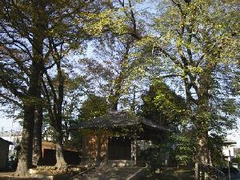 須賀神社とムクノキ