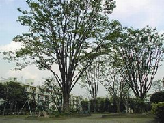 松葉公園