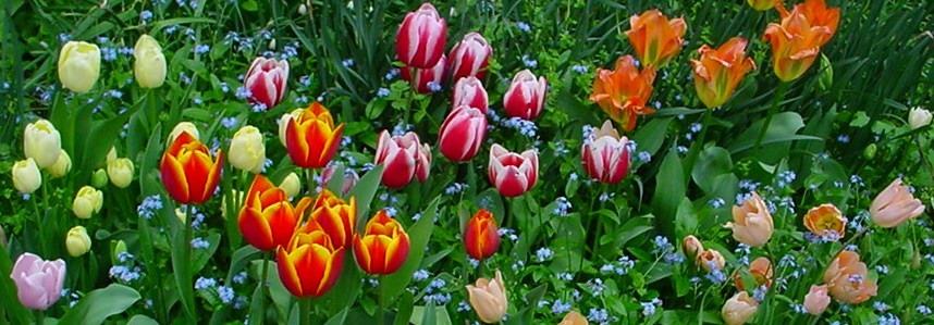 生ごみ堆肥を混ぜた土で育てた春の花の写真