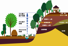 国分寺崖線の断面のイラスト