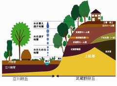 国分寺崖線断面図のイラスト