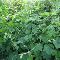 繁茂するアレチウリ