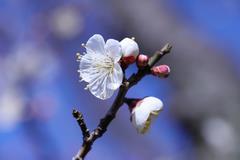 雪月花