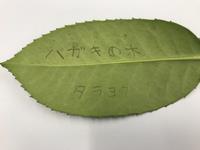 タラヨウはがき
