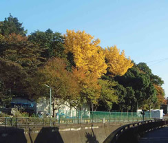 国分寺崖線の風景写真