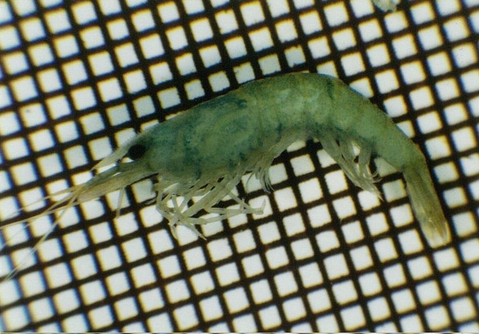 ミナミヌマエビの写真