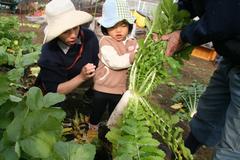 大根の引っこ抜きの様子の写真