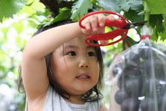 ブドウもぎとりの様子の写真