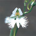 区の花サギソウの写真