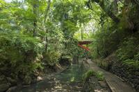 新緑の等々力渓谷公園
