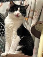 飼い猫