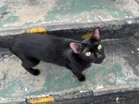 野良猫