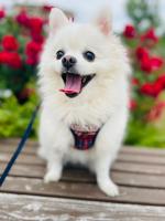 白犬