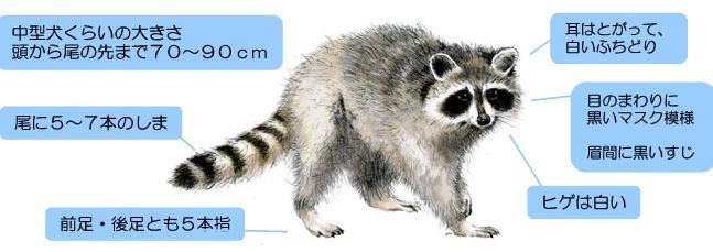 アライグマの特徴