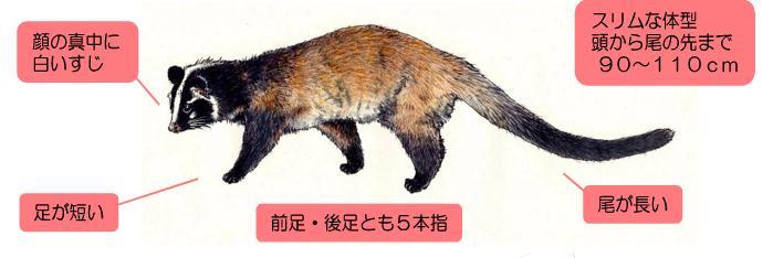 ハクビシンの特徴