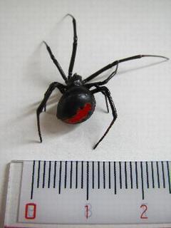 セアカゴケグモメス背面の写真
