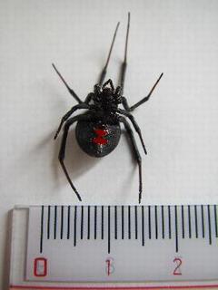 セアカゴケグモメス腹面の写真
