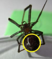 ボカシミジングモ腹面