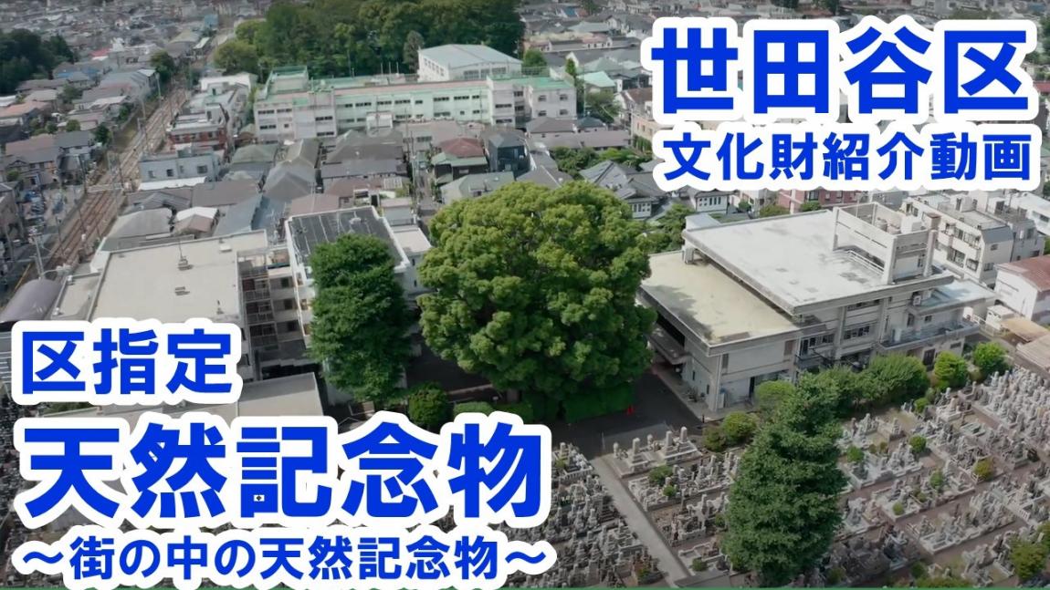区内文化財紹介動画「世田谷区指定天然記念物」