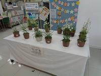 さぎ草展示会の様子