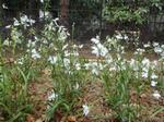 さぎ草苑でさぎ草が白い花を咲かせています