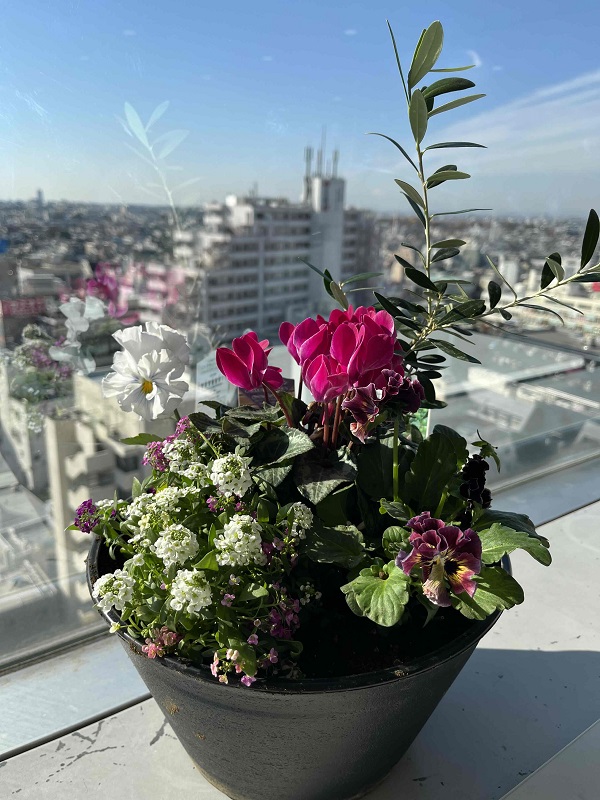 寄せ植え