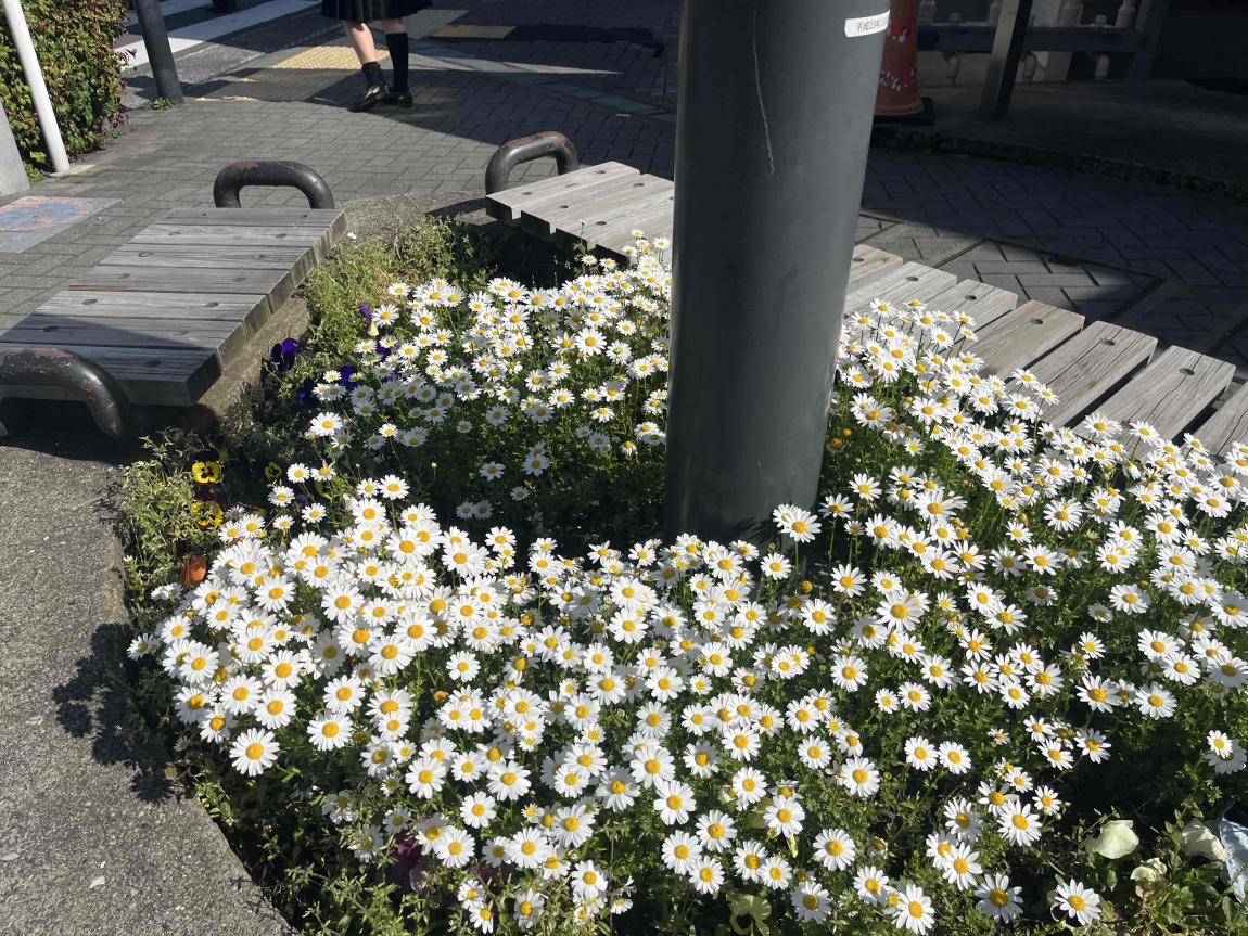 花壇の様子