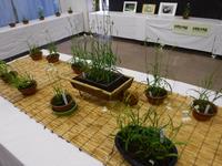 さぎ草展の会場の写真