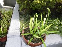7月7日、花芽が伸びて蕾が膨らんできました