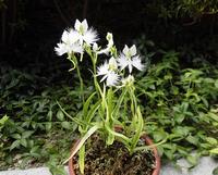 7月20日、花がたくさん咲きました