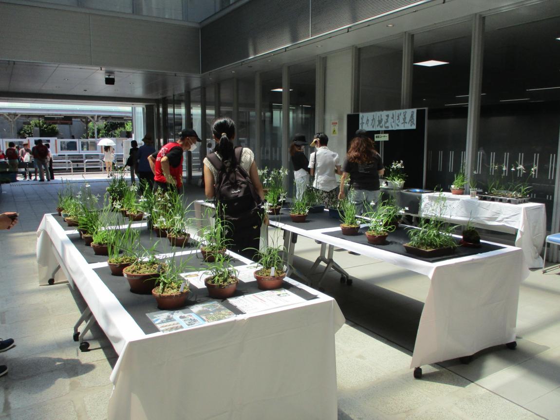 さぎ草展の様子