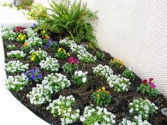 小学校花壇の補植の写真