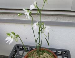 まちづくりセンターのさぎ草の写真