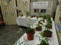 サギソウ展示会の写真